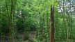 Baumstumpf im Wald