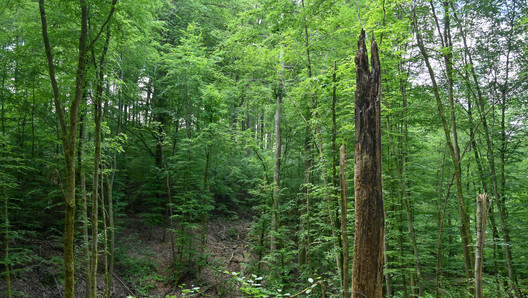 Baumstumpf im Wald